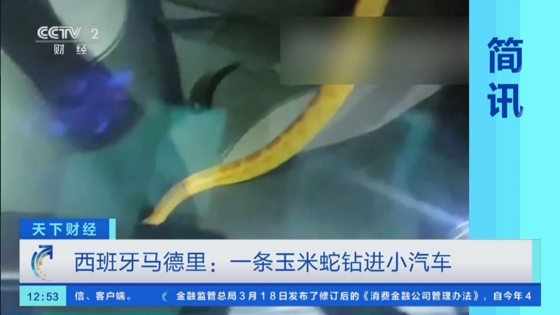 [天下财经]西班牙马德里:一条玉米蛇钻进小汽车