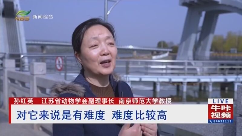 [直播南京]生态改善引"蟹宝"洄游 搭建生命通道助其"回家"