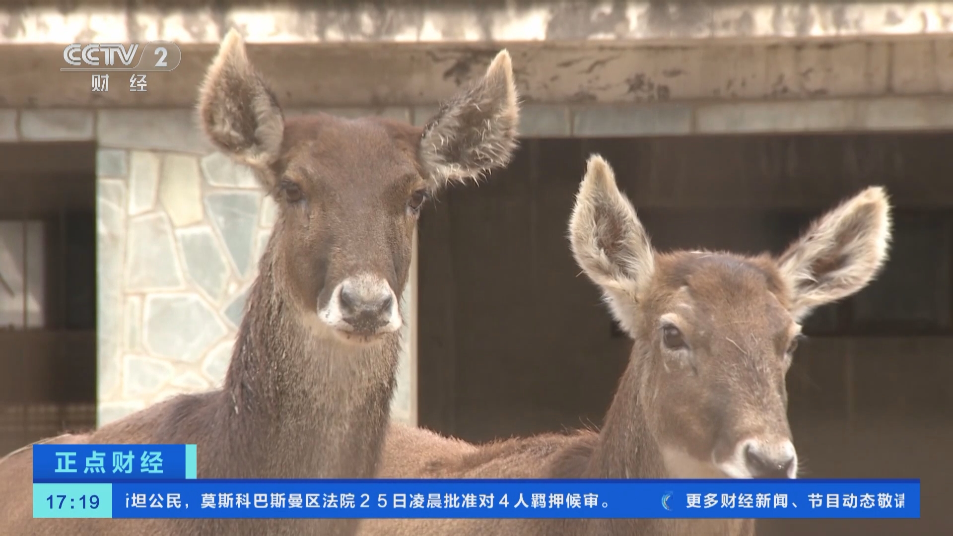 [正点财经]北京动物园白唇鹿吸引大量游客
