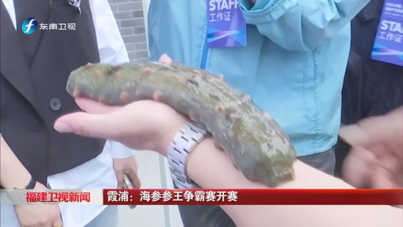 [福建卫视新闻]霞浦:海参参王争霸赛开赛
