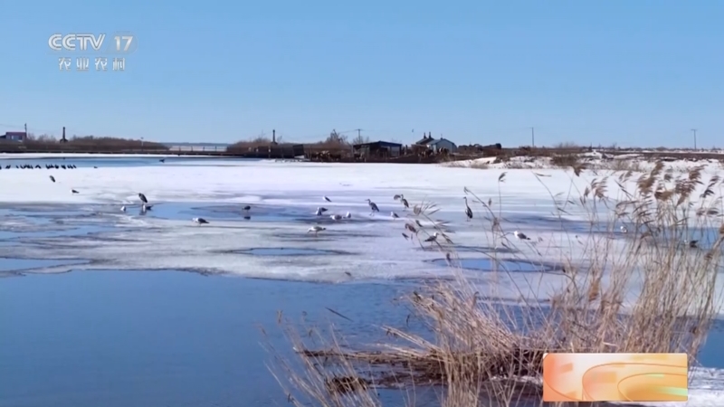 [三农长短说]候鸟北归赴春约 黑龙江密山 "先遣部队"抵达兴凯湖 畅享"