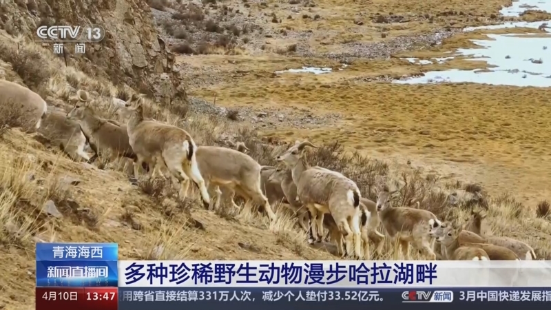 [新闻直播间]青海海西 多种珍稀野生动物漫步哈拉湖畔