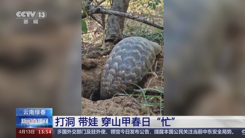 [新闻直播间]云南绿春 打洞 带娃 穿山甲春日"忙"