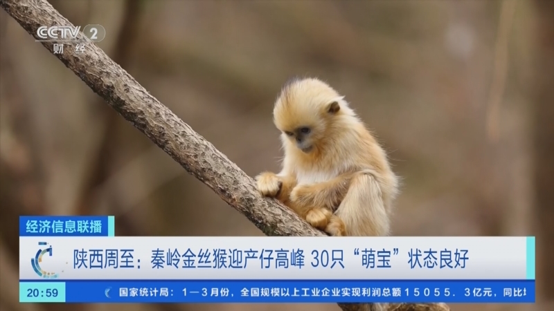 [经济信息联播]陕西周至:秦岭金丝猴迎产仔高峰 30只"