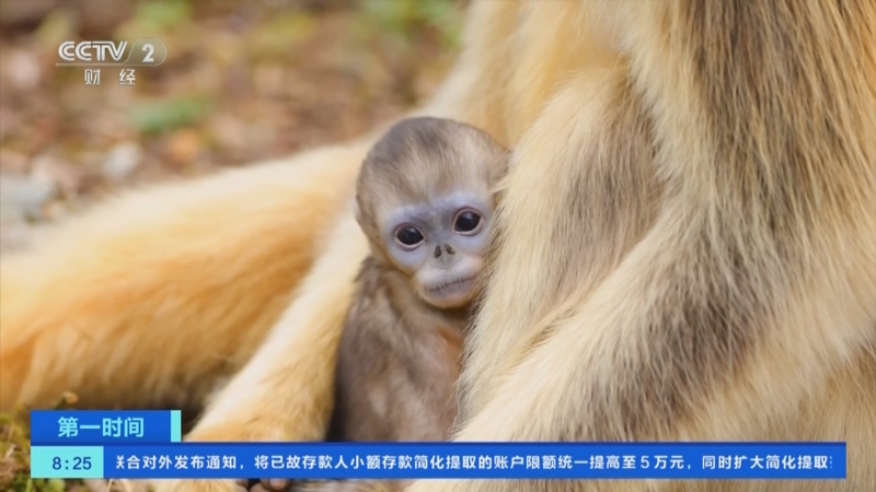 [第一时间]陕西周至:30只秦岭金丝猴"萌宝"集中亮相