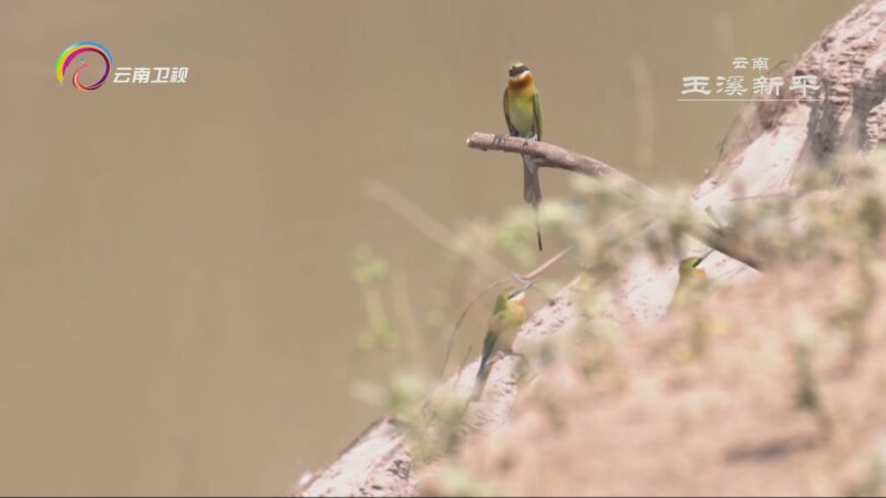 [云南新闻联播]看见云南 七彩云南 鸟羽翩跹