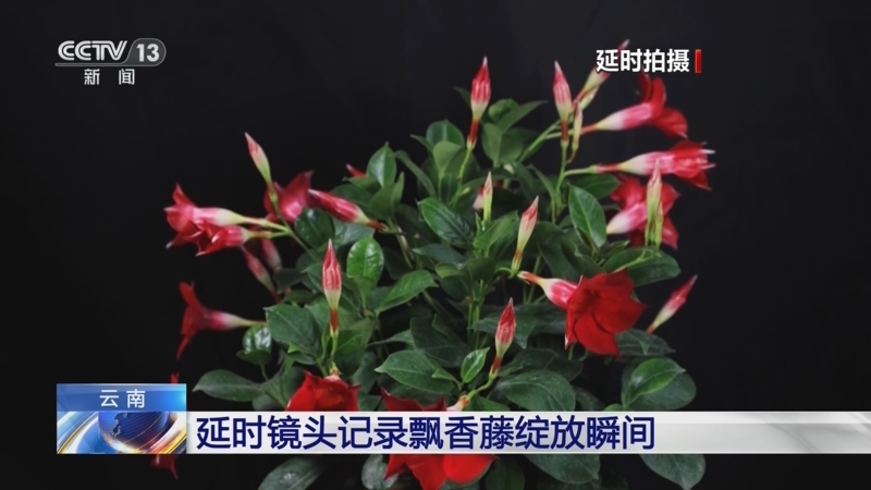 [新闻直播间]云南 延时镜头记录飘香藤绽放瞬间