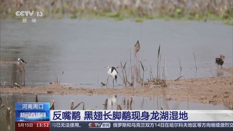 [新闻直播间]河南周口 反嘴鹬 黑翅长脚鹬现身龙湖湿地
