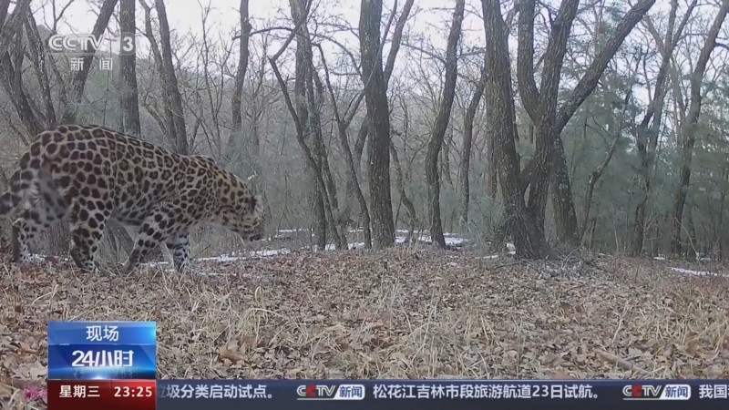 [24小时]今天是国际生物多样性日·寻找华北豹·子午岭保护区 华北豹