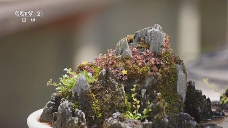 [欢乐大猜想]温江紫薇树如何形成花瓶造型的?