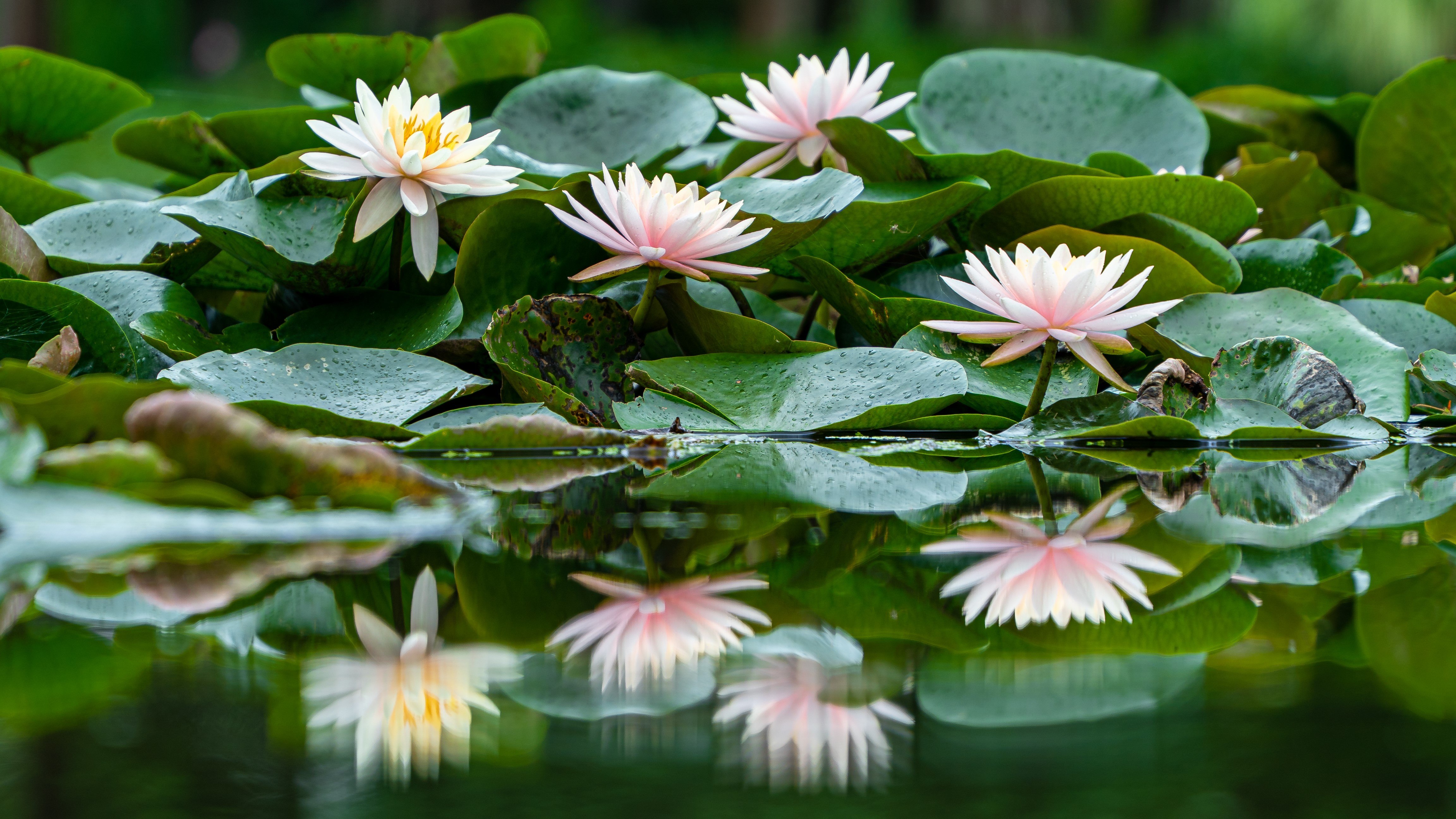 夏日延时摄影睡莲绽放