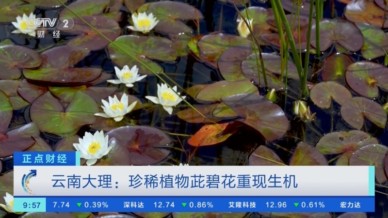 [正点财经]云南大理:珍稀植物茈碧花重现生机