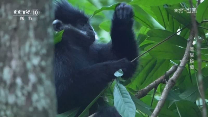 [地理·中国]黑叶猴喜欢在黑山谷生活