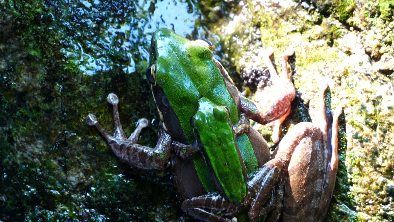 海南五指山:拍摄到正在"抱对"的大绿臭蛙