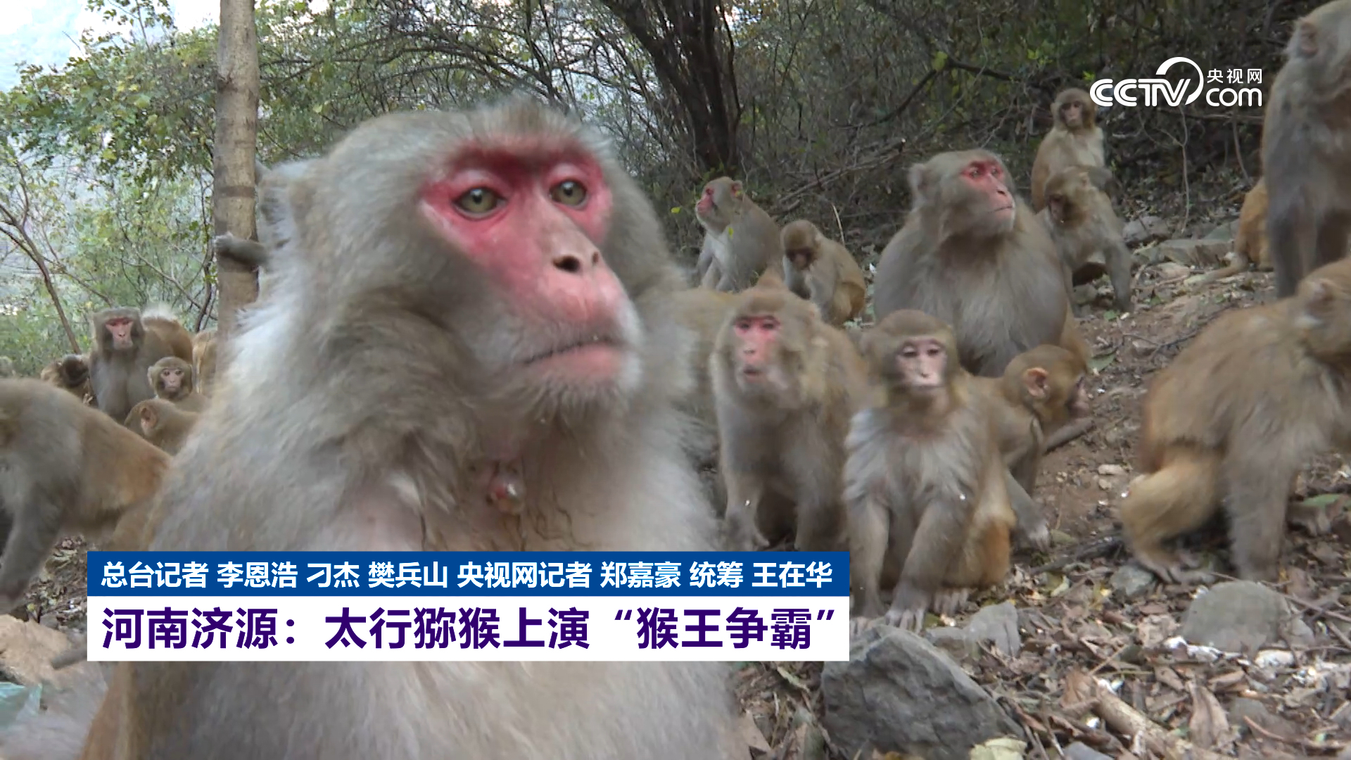 河南济源:太行猕猴上演"猴王争霸"