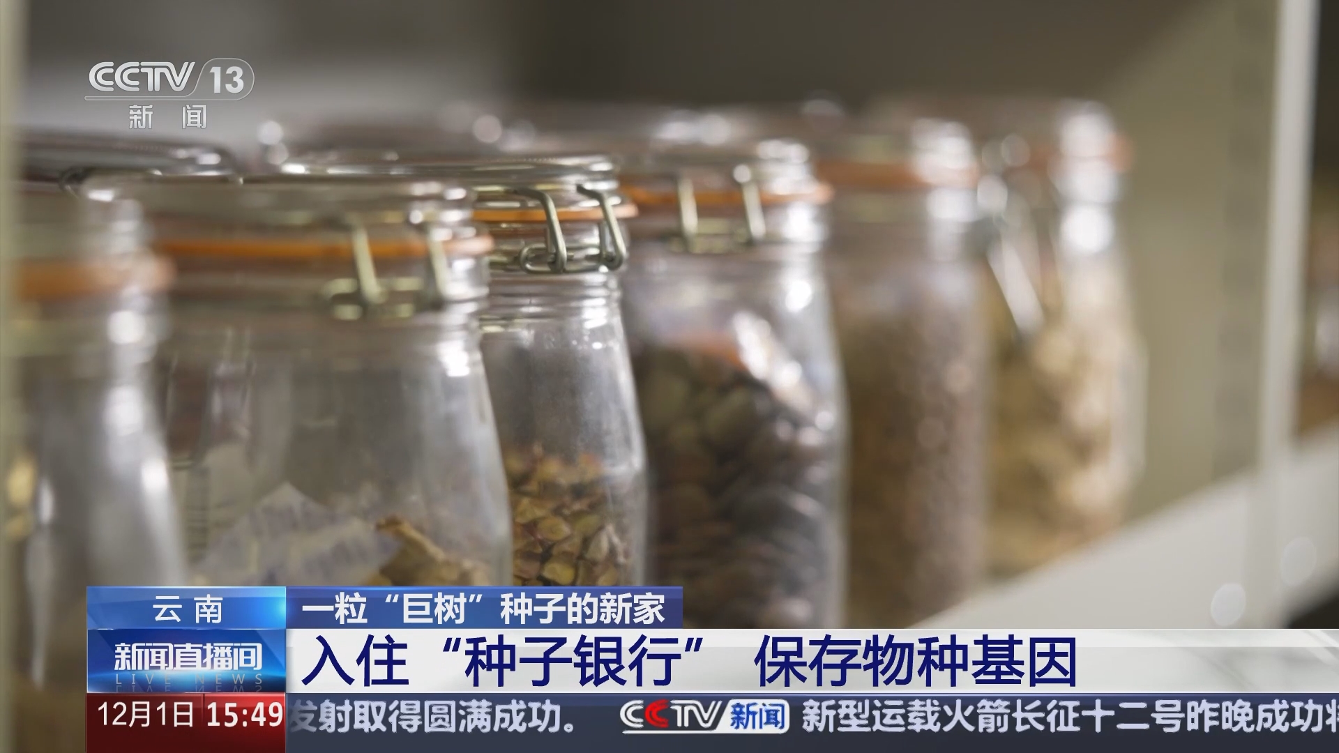 新闻直播间]云南一粒“巨树”种子的新家入住“种子银行” 保存物种基因
