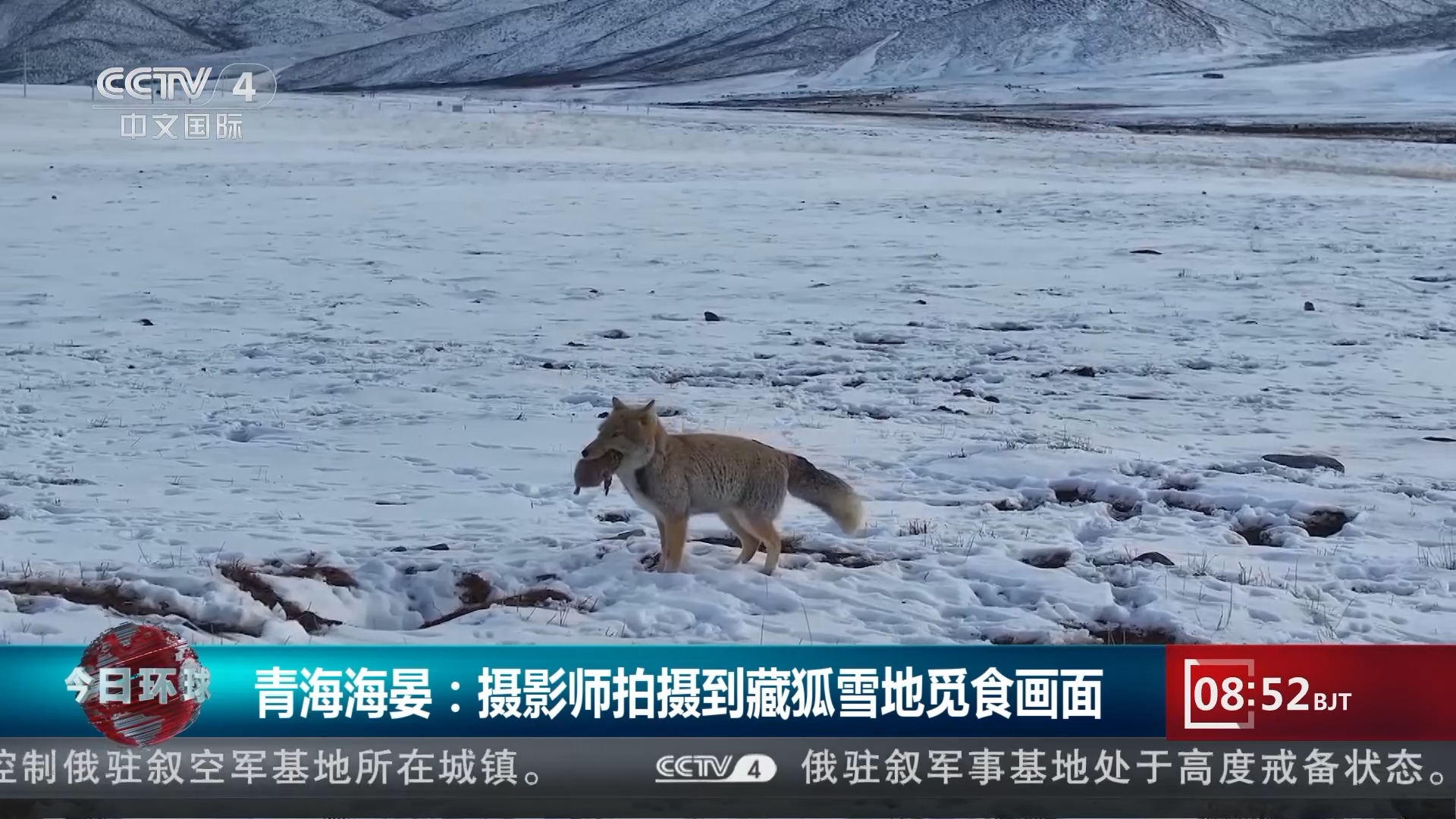 青海海晏：摄影师拍摄到藏狐雪地觅食画面