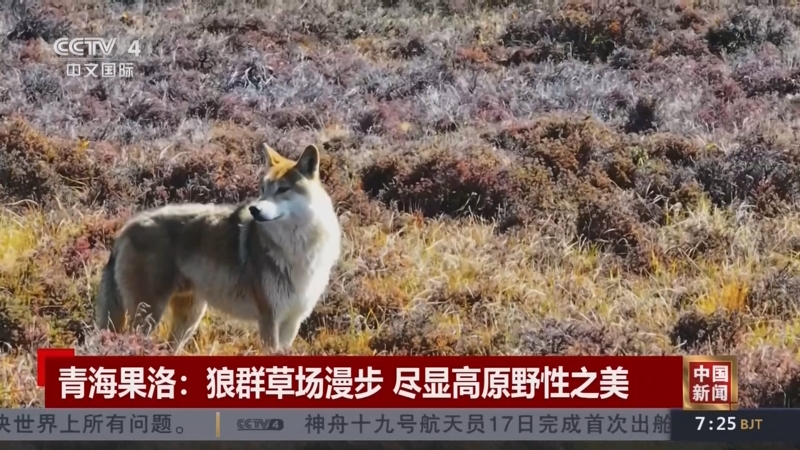 青海果洛：狼群草场漫步 尽显高原野性之美