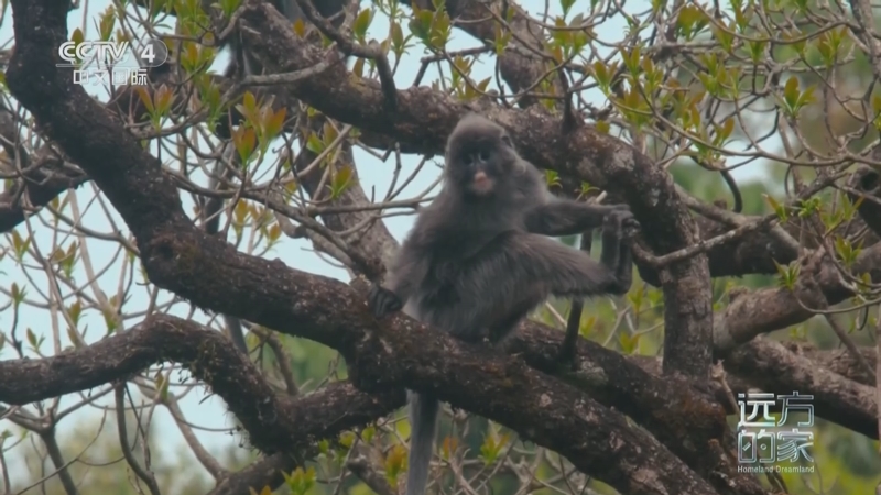 《远方的家》 20250116 秘境之旅 绿野寻踪高黎贡