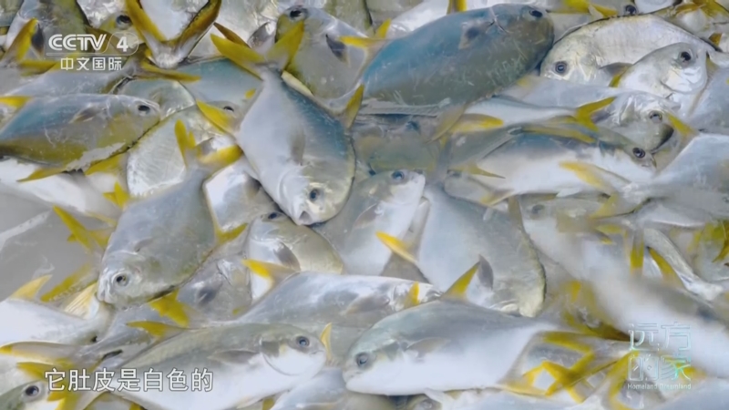 《远方的家》 20250327 蔚蓝环抱的家园 南海之上 海岛新颜