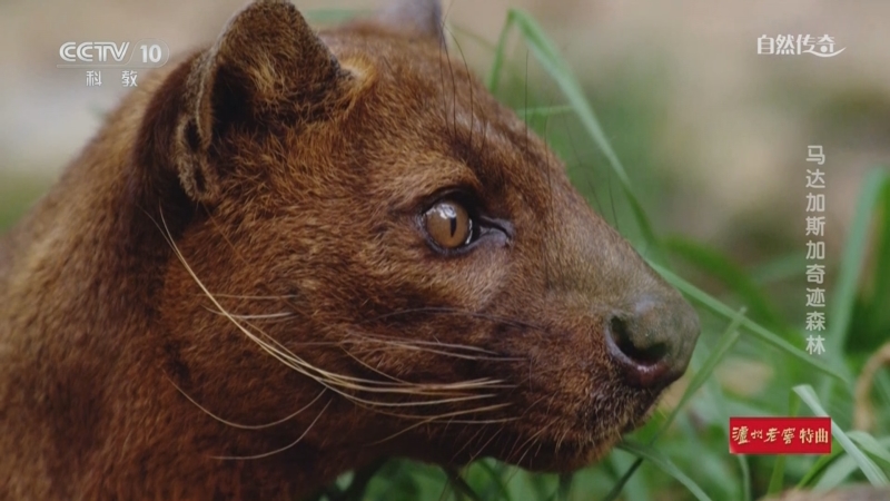 《自然传奇》 20250407 马达加斯加奇迹森林