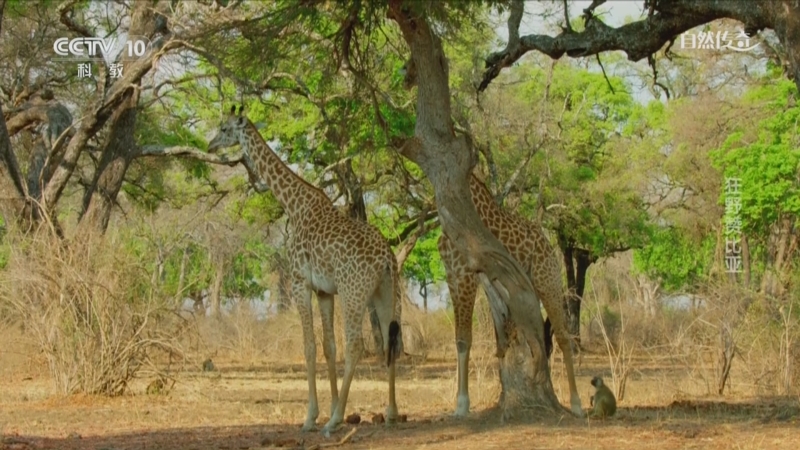 《自然传奇》 20250416 狂野赞比亚