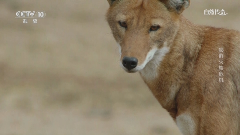 《自然传奇》 20250425 狼群灭族危机