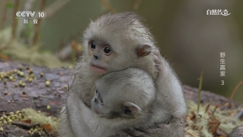 《自然传奇》 20250503 野生赢家 3