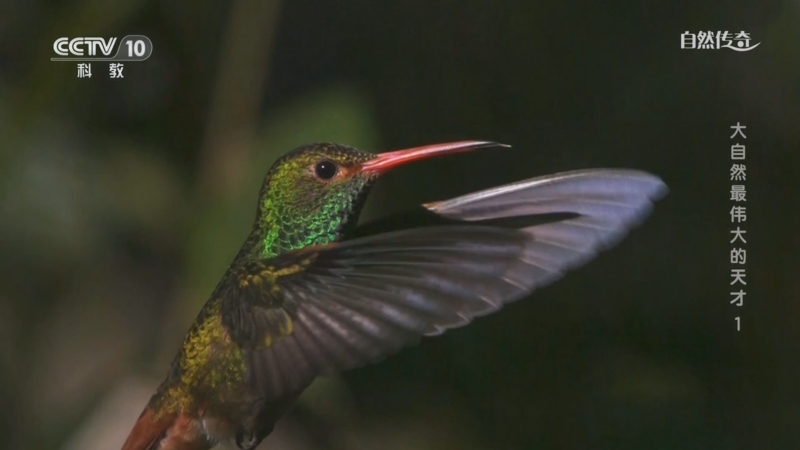 《自然传奇》 20250504 大自然最伟大的天才 1