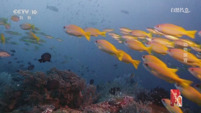《自然传奇》 20250512 动物探奇