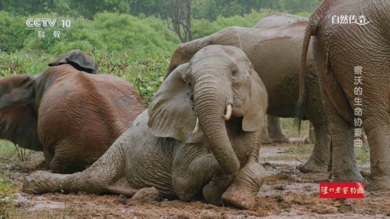 《自然传奇》 20250516 察沃的生命协奏曲