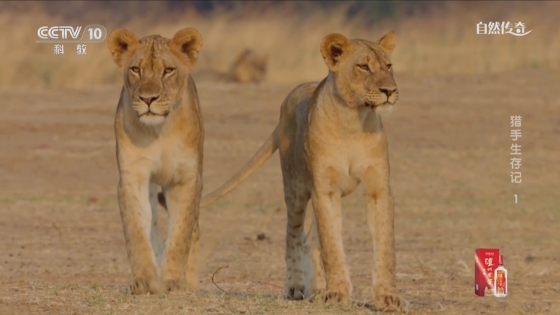 《自然传奇》 20250520 猎手生存记 1