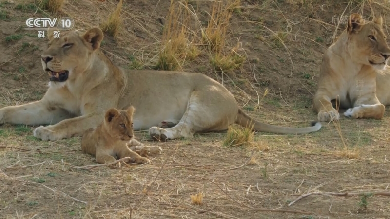 《自然传奇》 20250521 猎手生存记 2