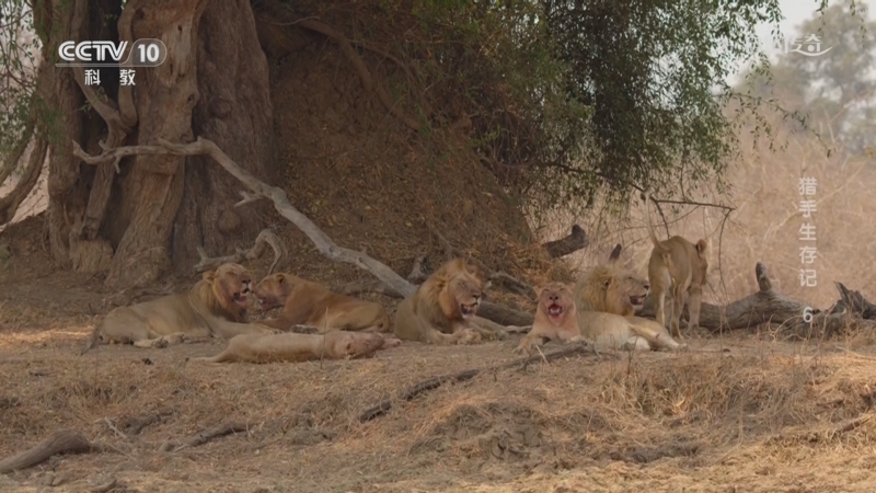 《自然传奇》 20250525 猎手生存记 6