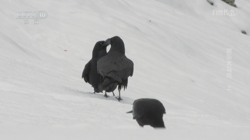 《自然传奇》 20250526 欢乐大马戏 上