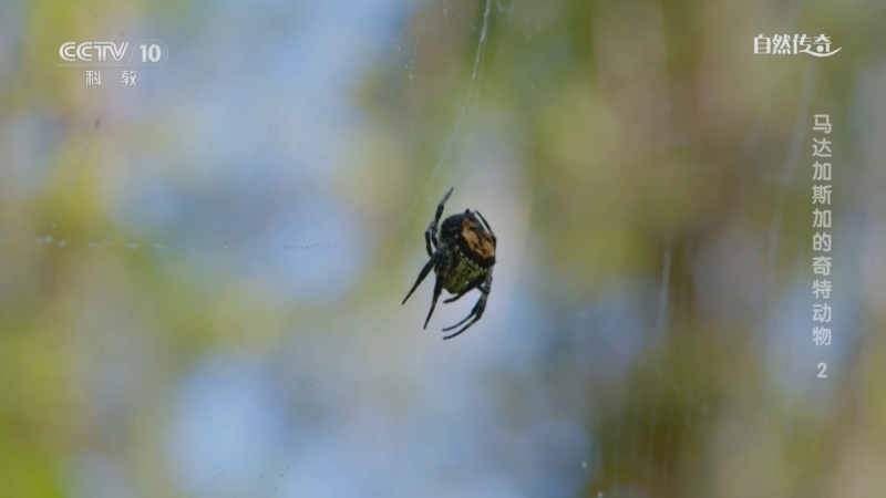 《自然传奇》 20250529 马达加斯加的奇特动物 2