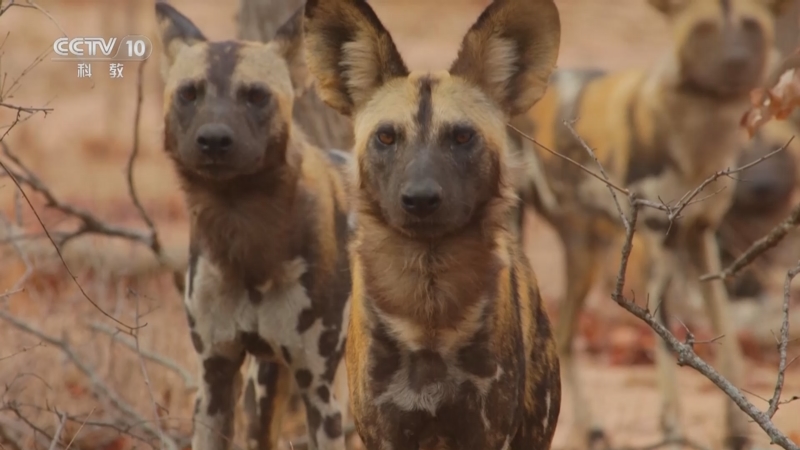 《自然传奇》 20250622 奔跑的非洲野犬