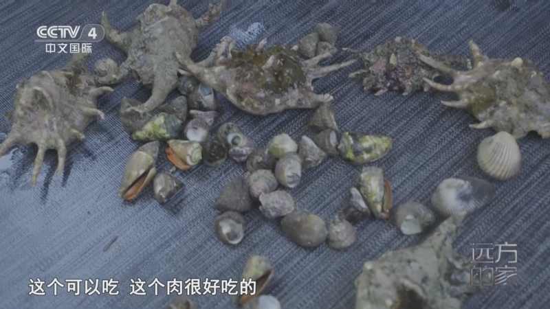 《远方的家》 20250625 海与城的交响 蔚蓝之境 椰风海韵