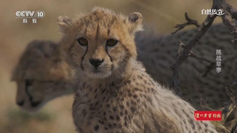 《自然传奇》 20250701 挑战旱季