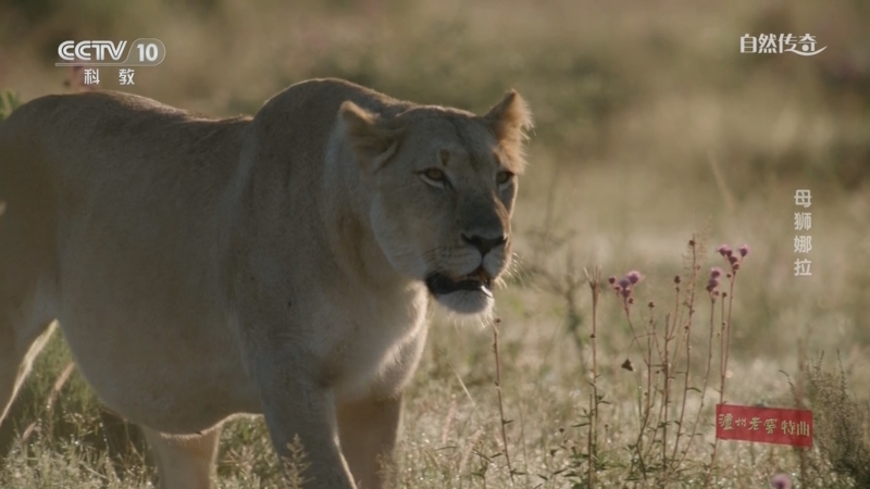《自然传奇》 20250704 母狮娜拉