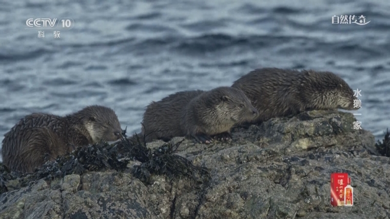 《自然传奇》 20250725 水獭一家