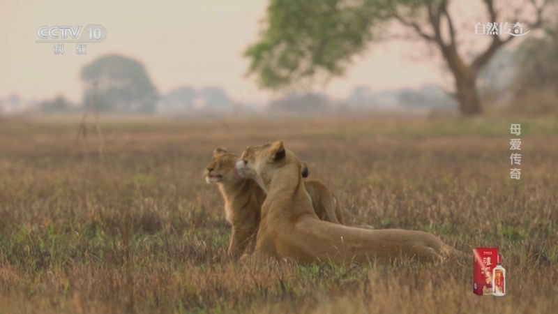 《自然传奇》 20250731 母爱传奇