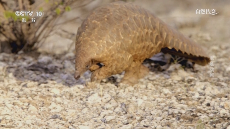 《自然传奇》 20250816 濒危动物
