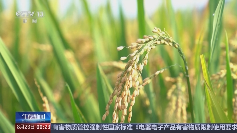 《午夜新闻》 20250823