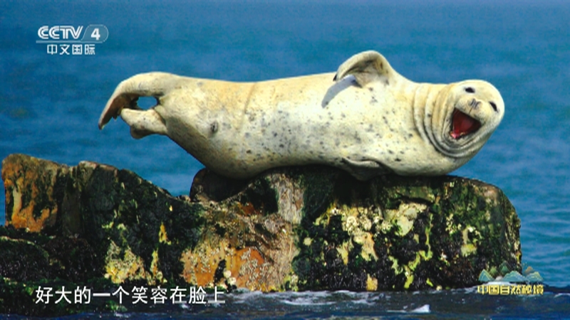 《远方的家》 20250828 中国自然秘境 潮涌山海 生机勃勃