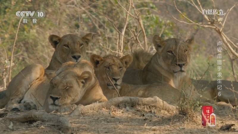 《自然传奇》 20250830 卢安瓜猎手求生记 6
