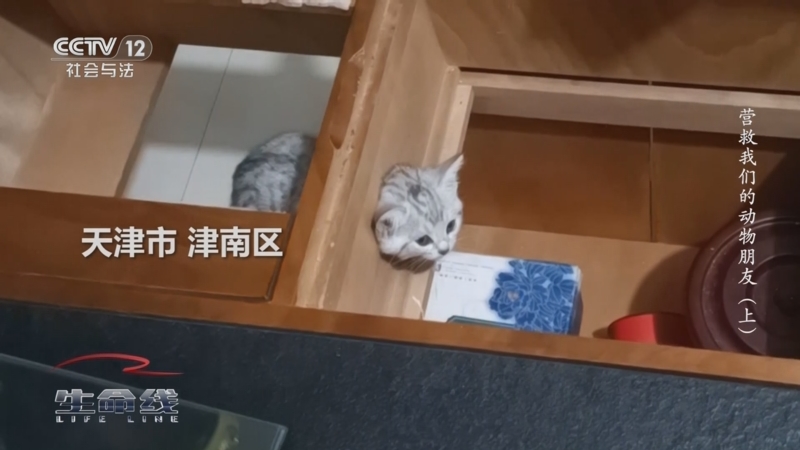 《生命线》 20250902 营救我们的动物朋友（上）