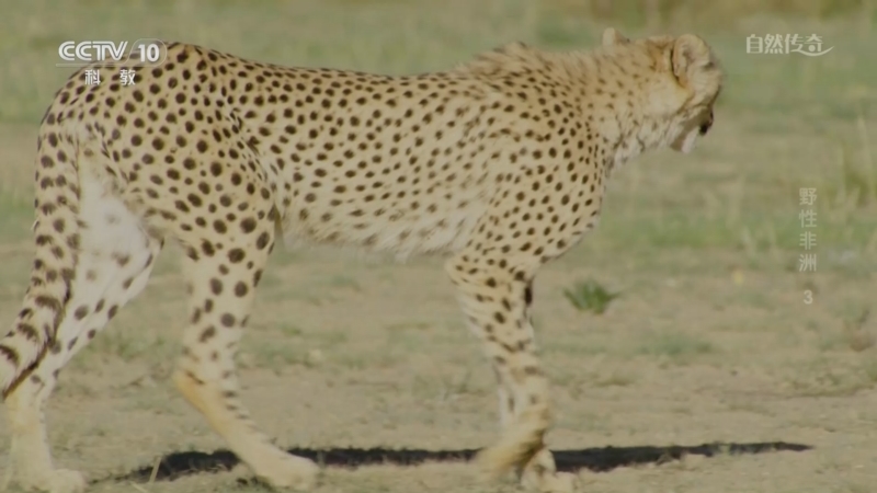 《自然传奇》 20250904 野性非洲 3