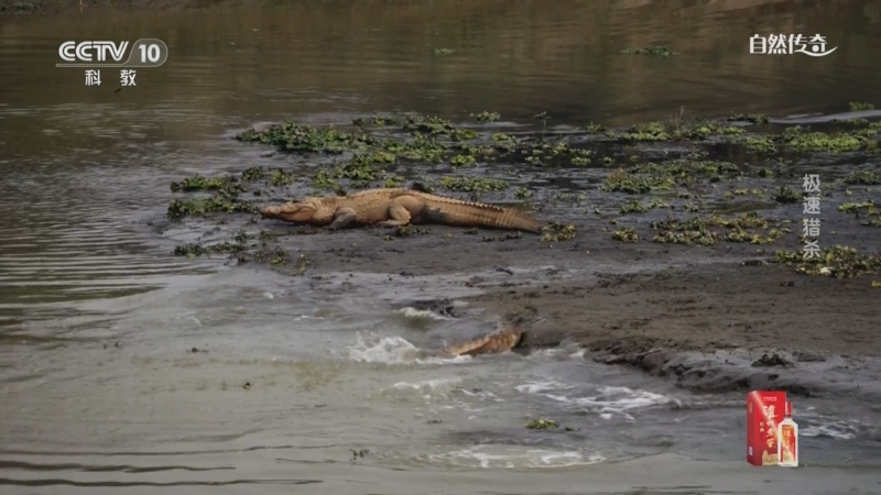 《自然传奇》 20250908 极速猎杀
