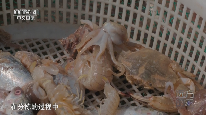 《远方的家》 20250917 山河锦绣看中国 渤海东岸 丰饶港城